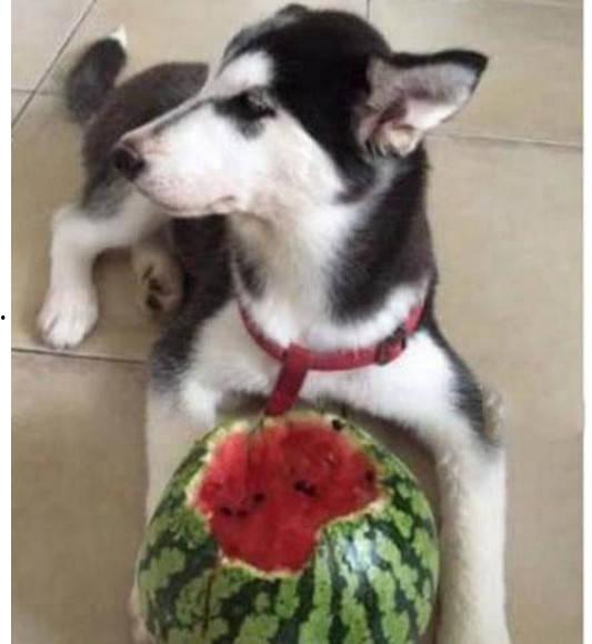 二哈吃瓜娱乐圈小说,娱乐圈的欢乐盛宴